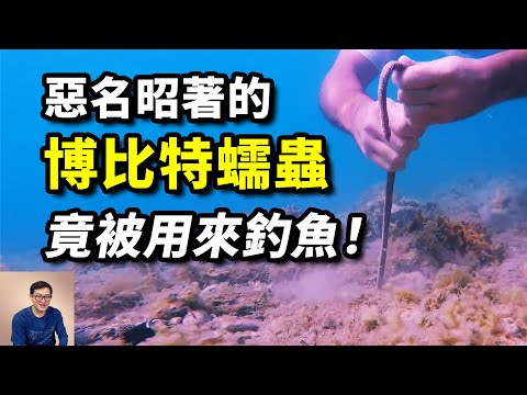 被認為是海底怪物，卻被抓來釣魚！經常被小魚圍攻，身體極度脆弱，博比特蠕蟲的真相來了【老肉雜談】#動物 #野生動物 #海洋生物 #worms #博比特蠕蟲