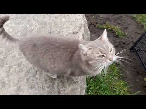 Обзор хвойного сада 2025г. 10 Октября  часть 1