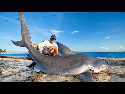 REVENGE on GIANT Bull Shark! Catch Clean Cook!