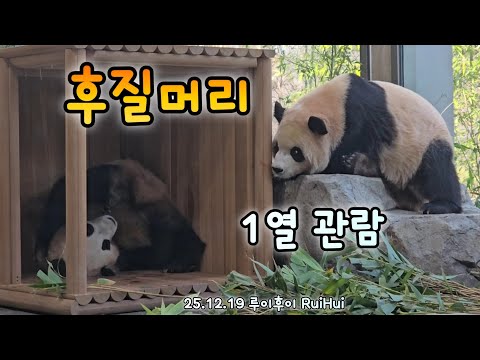 귀하게 자란 후이야! 귀하게 자란 루이가 이걸 봐도 될까?😅25.12.19 Ruibao Huibao 