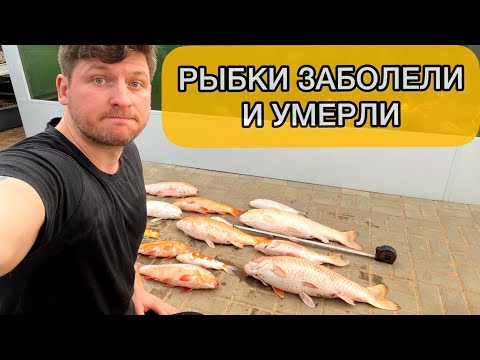 Карпы Кои заболели и умерли. Лечение и карантин рыбы в России.