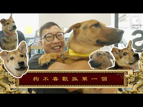 一日暫養人！養狗狗仔喺公司一日！？24/8 《國家級任務》第152集 - 狗不喜歡孤單一個