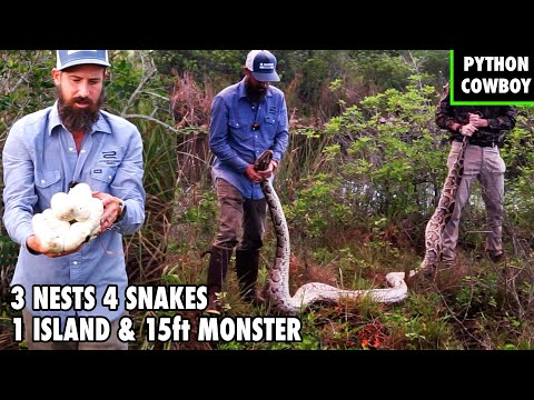 3 Nests, 4 Giant Pythons, 1 Island — Unbelievable Python Nest Discovery in the Florida Everglades