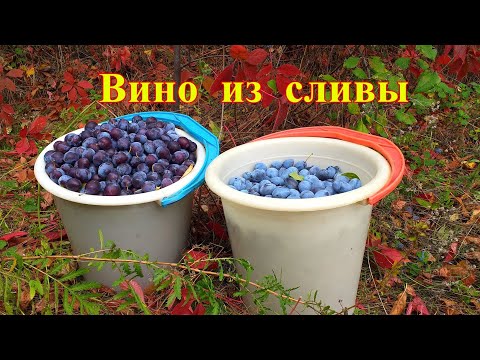 Сливянка. Вино из сливы. Натуральный сливовый ликер без водки.