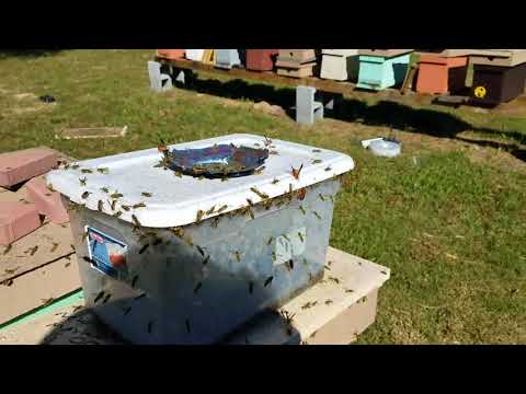 Yellow jacket problem? Here is the cure. beekeeping