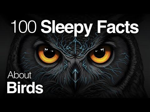 The Most Relaxing Facts About Birds to Fall Asleep To