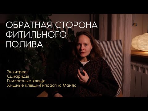 минусы ФИТИЛЬНОГО ПОЛИВА и ПОЛУГИДРОПОНИКИ | Энхитреи, Сциариды, Гнилостные клещи | ХИЩНЫЕ КЛЕЩИ