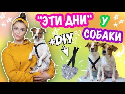 У СОБАКИ ТЕЧКА | + DIY трусики на время течки | Что нужно знать владельцам собак про "эти дни"?