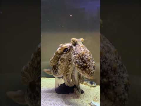 Giving Tommy the octopus a jar full of crabs !