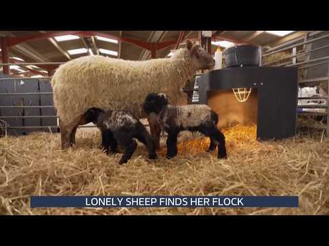 Britain's 'loneliest' sheep Fiona gives birth for first time (yay 😀) (UK) 12/Feb/2026