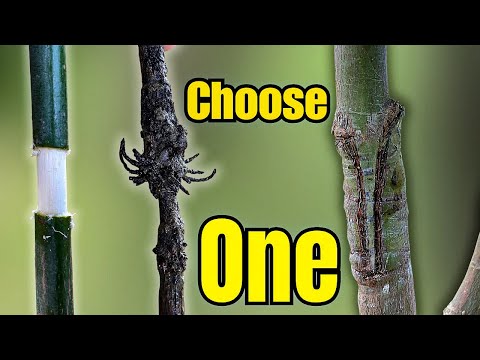 Mango Air Layering vs Grafting Which is Better?