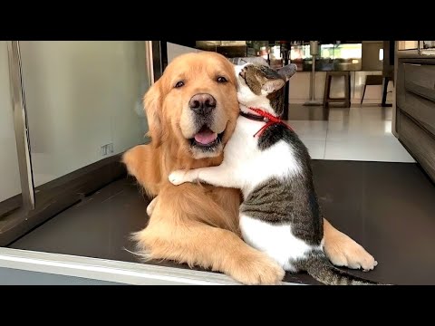 When Dogs and Cats Become Best Friends 😂 Funniest Animals Video 2026