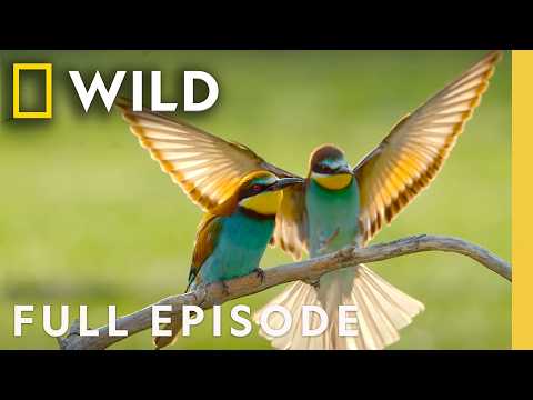 Traveling with Frequent Fliers (Full Episode) | Incredible Animal Journeys | Nat Geo Animals