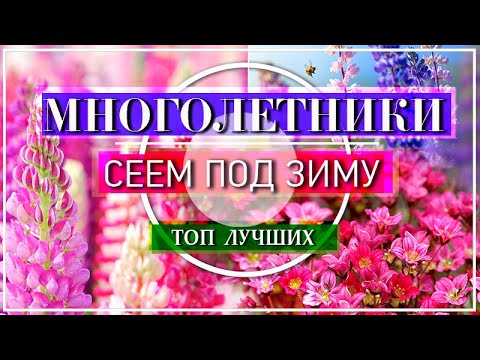 ТОП 10 САМЫХ ПОПУЛЯРНЫХ И НЕПРИХОТЛИВЫХ МНОГОЛЕТНИКОВ / ПОСЕЙТЕ ИХ СРАЗУ В ОТКРЫТЫЙ ГРУНТ В Ноябре