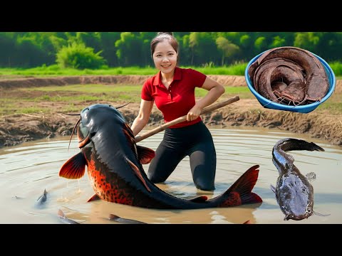 Harvesting giant catfish from a forgotten pond - Bringing them to market for sale