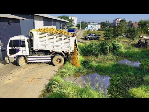 Perfect Starting New Project!DumpTruck Filling Land Flood Area,With Skillful Dozer D21P Pushing Soil