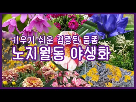 50 of the best winter and spring plants, easy even for beginners! We've selected only robust vari...