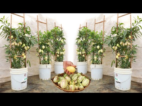 Delicious - I didn't expect it to be so easy to grow Pepino melon at home