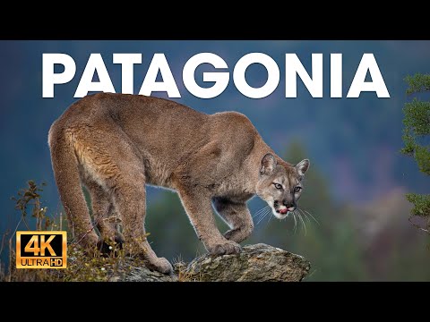 PATAGONIA - El Último Ecosistema Salvaje de la Tierra #animalessalvajes