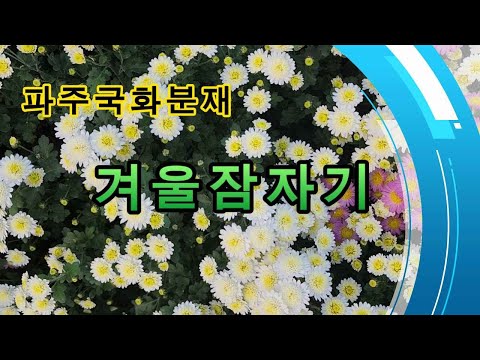 파주국화분재.분재겨울관리.겨울잠자기 . 010-4114.1554
