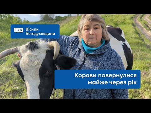 Корови повертаються додому...