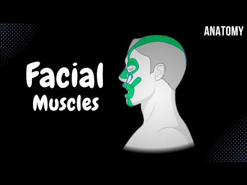 Muscles of Facial Expression (Parts, Origin, Insertion, Function)