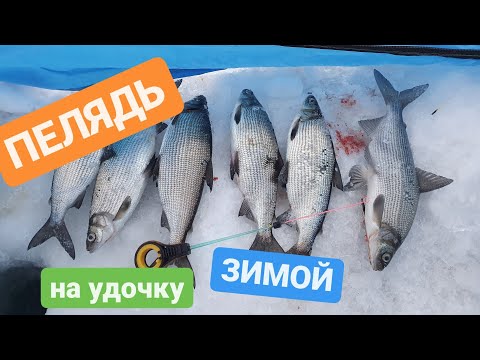 ПЕЛЯДЬ КАК ЕЁ ПОЙМАТЬ !?  #пелядь #рыбалкавсибири #сиг