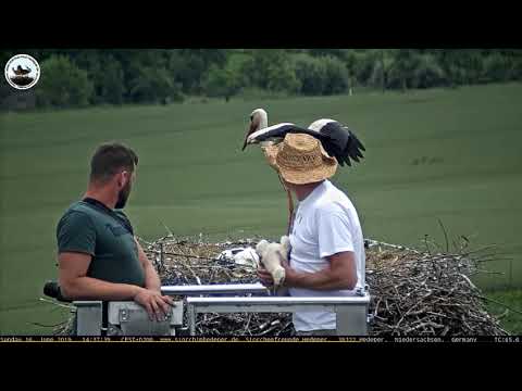 Beringung Hedeper Kueken return 2019 06 16