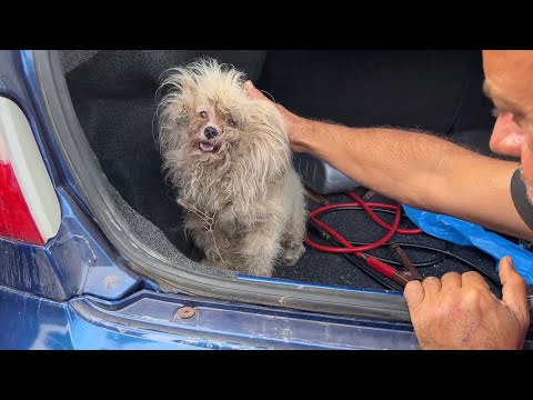 “Don’t Send Me Back”… After fleeing his owner, the desperate dog with matted fur knelt for mercy