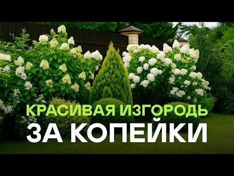 Самые Эффектные (и недорогие!) Кустарники для Живой Изгороди