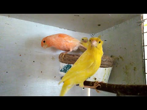 Канарейка,важно знать,когда можно отсаживать птенцов от родителей .