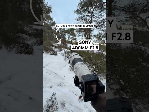 Sony 400mm Wildlife 🐿️🎥