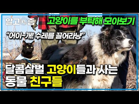 귀여운 고양이들과 타종 동물들의 만남! 달콤하고도 살벌한 고양이와 한 집사는 친구들 모아보기│고양이를 부탁해│알고e즘