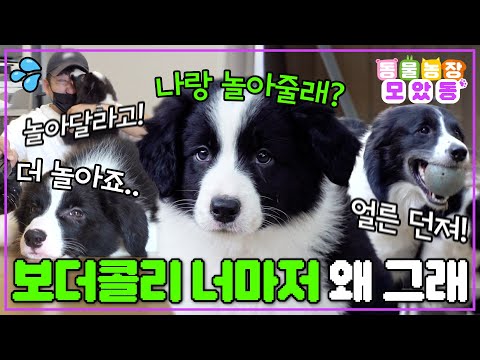 [#AnimalFarm] You've locked eyes with a Border Collie! Throw a ball at him all day long🫨 These Bo...