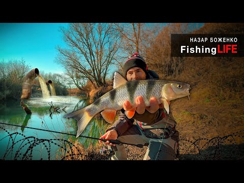 Зловили Рідкісну ЧЕРВОНОКНИЖНУ Рибу - За Неї ШТРАФ