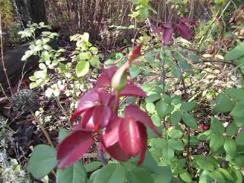 Октябрьский сад похож на яркий ковёр...