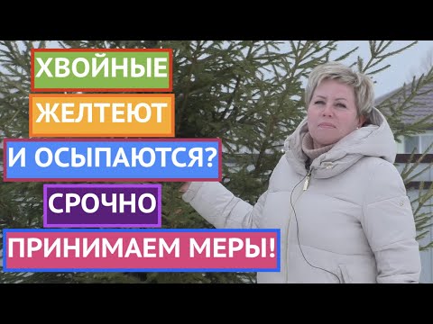КАК СПАСТИ ХВОЙНЫЕ ОТ ПОЖЕЛТЕНИЯ!