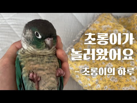 초롱이가 놀러왔어요 (초롱이의 하루)