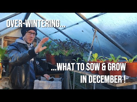 What to sow in December ? Realistic expectations over winter for #selfsufficiency