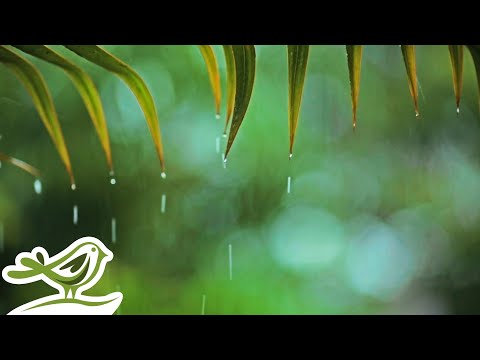Rainy Piano Radio π§οΈ Relaxing Music with Rain Sounds 24/7