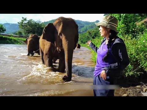 Free Billy: the Shocking Neglect of an LA Zoo Elephant