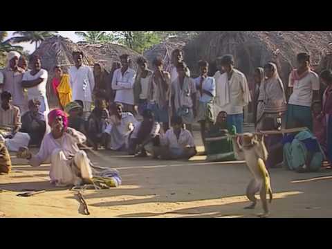 Viviendo con monos: una familia gitana en India