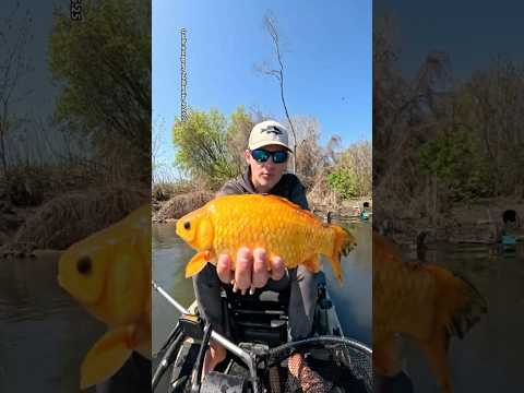 Riesen Goldfisch in See gefunden?! 😱🤯