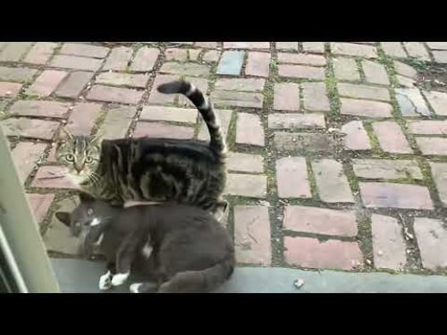 Feathers and Fur: Feral Cats and Peacock coexist in my backyard