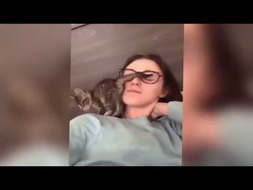 Lustige Tiere, die Freude in deinen Tag bringen ♥