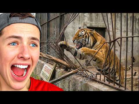 7 Animals That Can't Be Kept In Captivity