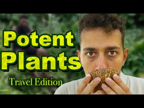 Kava: Trying the Sacred "Drunk" Root