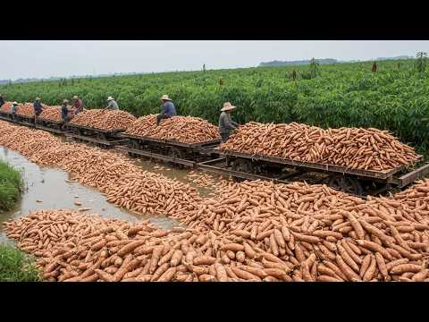 Racing Against Time - How Farmers Harvest Millions of Fruits and Vegetables Daily