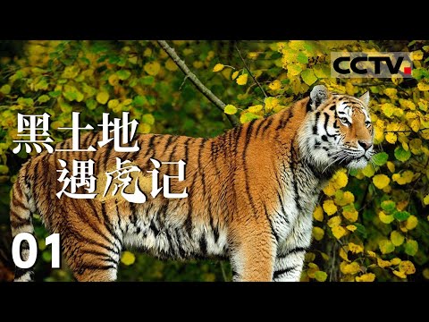 《黑土地遇虎记》01 这里是东北虎的故乡 东北虎是神秘的猛兽 也是顶级的猎手!【CCTV纪录】