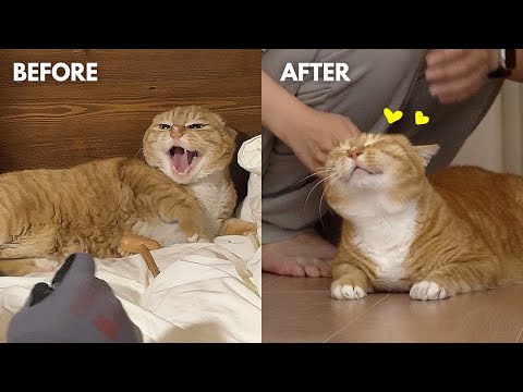 Rescuing a Stray Cat And Opening Her Mind